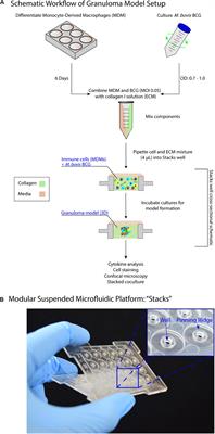 A Modular Microscale Granuloma Model for Immune-Microenvironment Signaling Studies in vitro